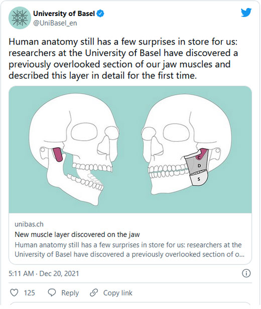 Descubrieron una tercera y s&uacute;per profunda capa del m&uacute;sculo masetero