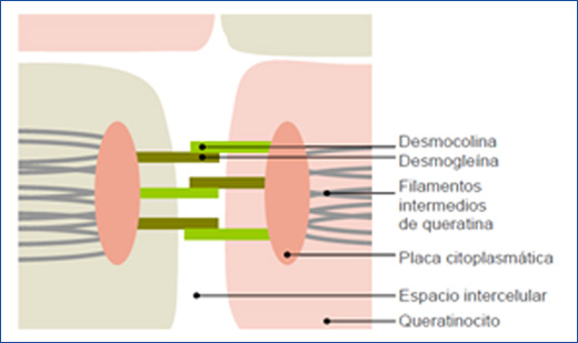 Peeling Biomim&eacute;tico para arrugas de expresi&oacute;n