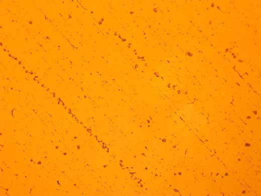 An&aacute;lisis Histol&oacute;gico